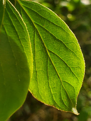 Green leaf image